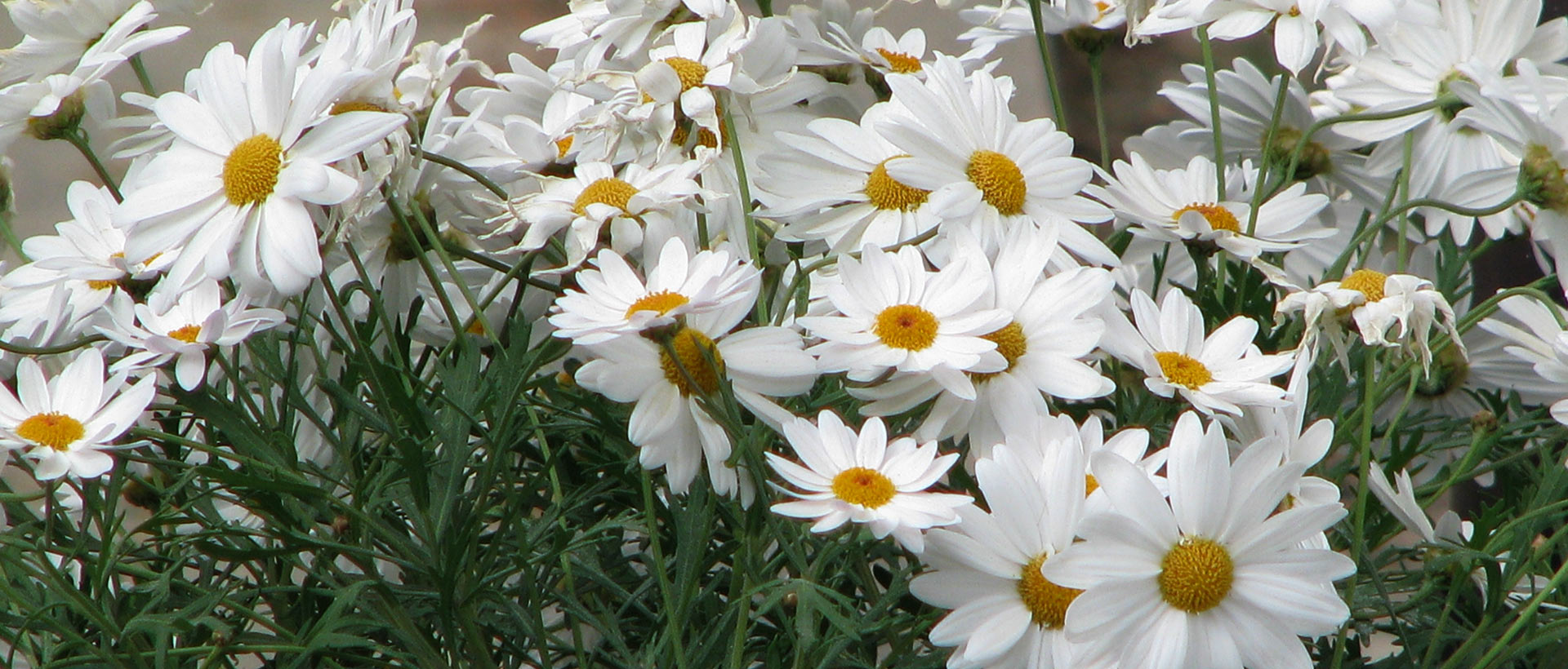 reitschule_berger_blumen_fruehling