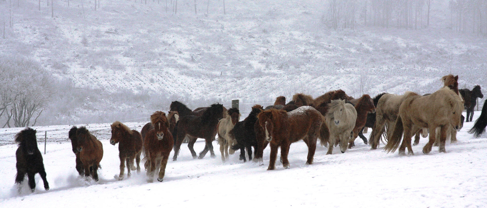 reitschule_berger_schnee_herde